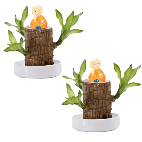 2 Plantas Madeira Brasileira Sorte + 2 Monges de Brinde