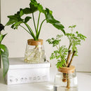 Vaso de Vidro Vulcânico – Loja do Jardinista